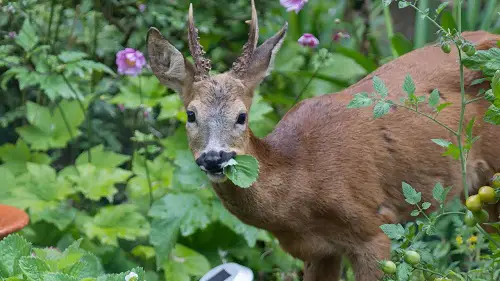 Do Deer Eat Verbena yes