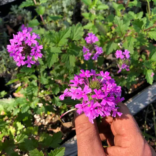 How to Keep Verbena Safe From Deer