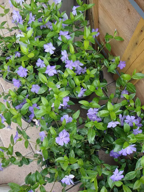 Types of Periwinkle in Madagascar1