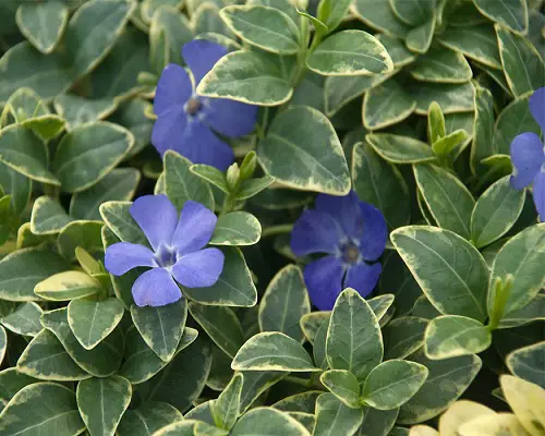 Periwinkle Varieties in Madagascar3