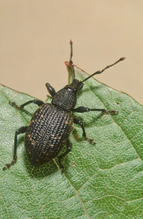 types of Typical Garden Pests