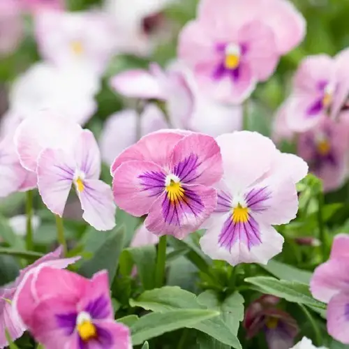 Wonder Fall The Best Pink and White Flowers