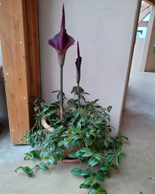 Unattractive Flowers You'd Like to Plant in Your Garden