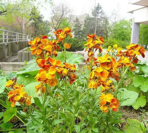 The top 25 perennials that bloom orange 2