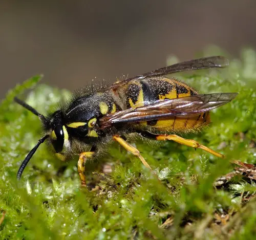 Common Pest Types for Your Garden 1