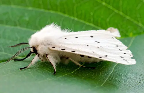 Types of Frequently Found Pests in Garden 5