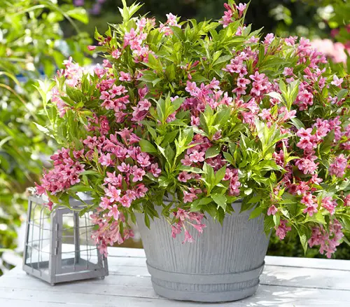 weigela Spring Flower