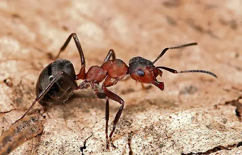 What are Ants