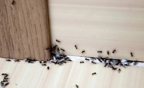 Does Baking Soda Kill Ants