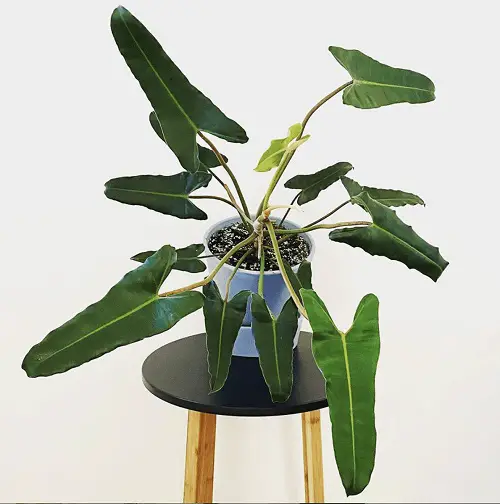Philodendron Atabapoense