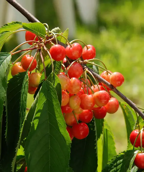 The Best Cherries to Plant in Pots