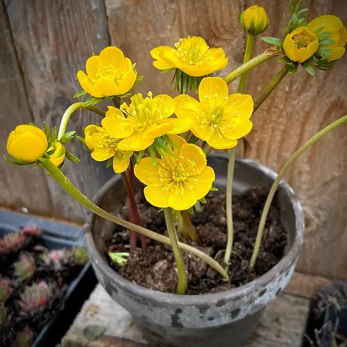 Winter Aconite Cup Shaped Flowers