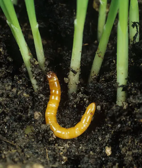 Categories of Garden Pests
