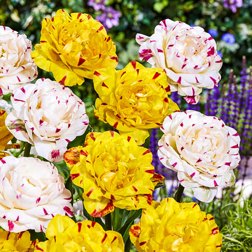 best Gorgeous Varieties of Yellow Tulips to Grow 