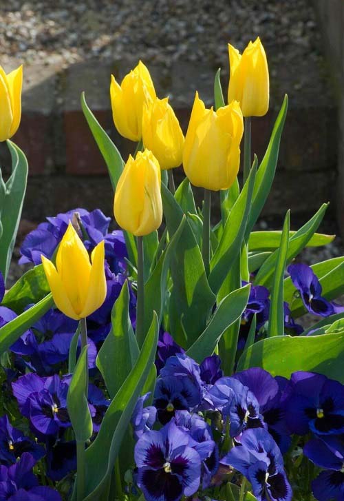 Best Yellow Tulip Varieties in garden