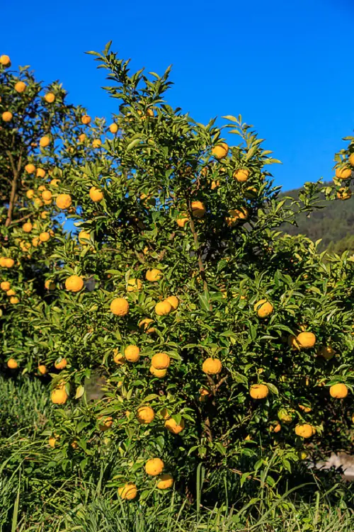 yellow yuzu 