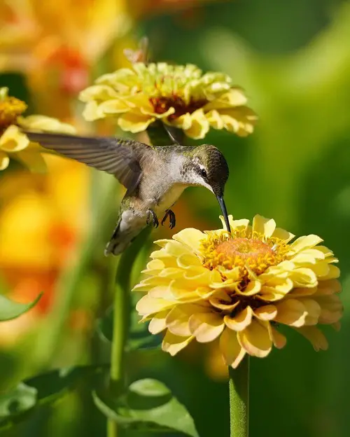 zinnia yellow Plants to attract hummingbird