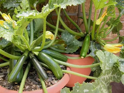 The Greatest Vegetables to Plant in Containers