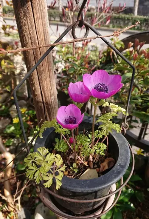 Poppy Anemone Cup Shaped Flowers You Can Grow