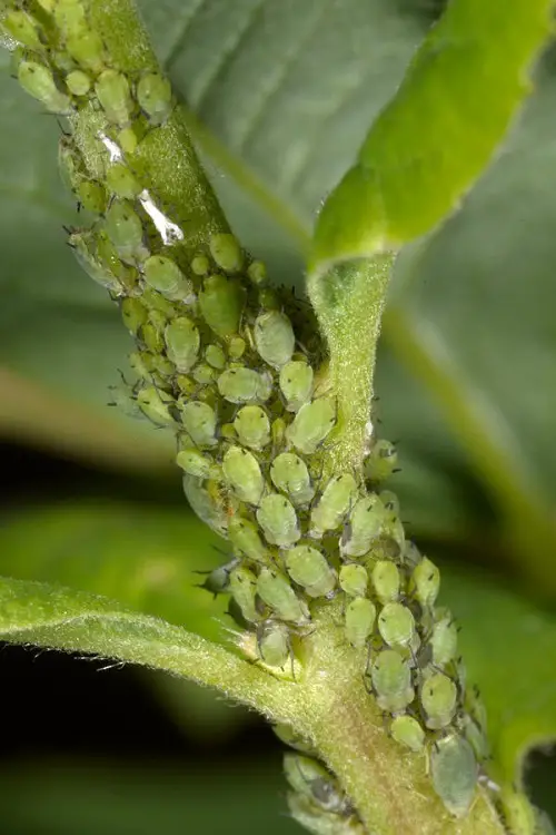Types of Common Pests in Your Garden
