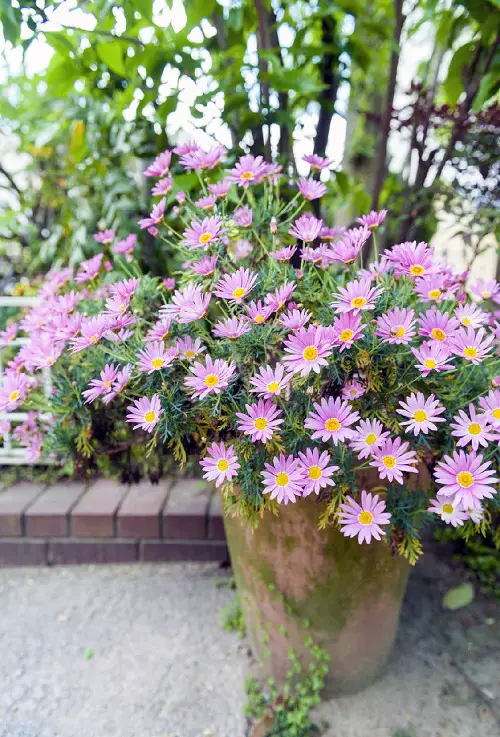 Climbing Aster Flowering Vines