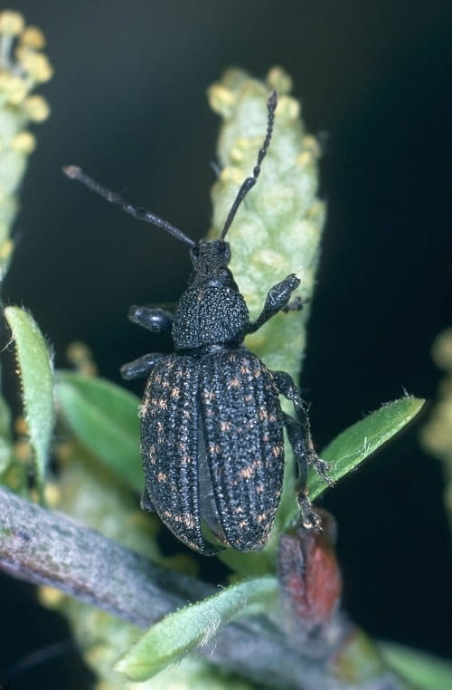 Agave Weevils