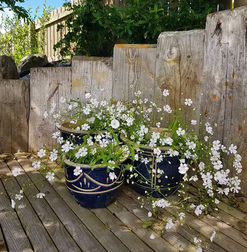 Rapidly Growing Flowers from Seeds