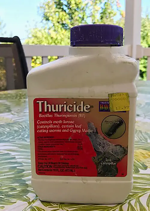 Oak Tree Borers Treatment DIY Recipes Bacillus Thuringiensis