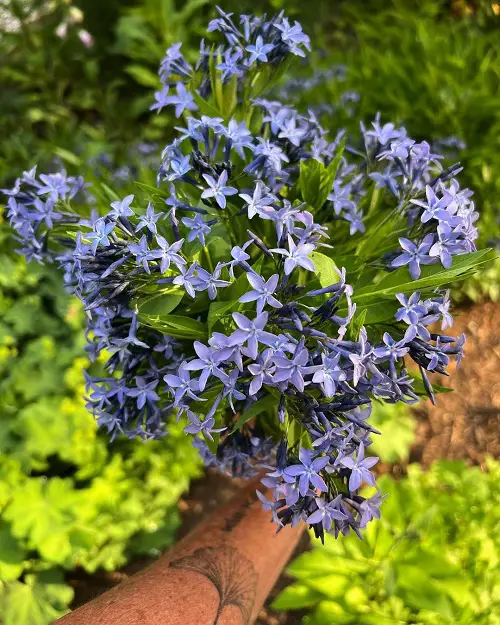 Flowers that Look Like little Stars