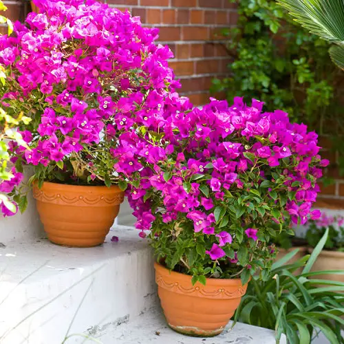 Brazilian Flowers in pot