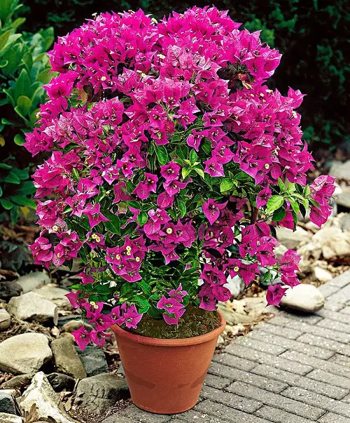 Bougainvillea Care in Pots