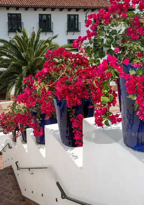 types of Bougainvillea in Pots 