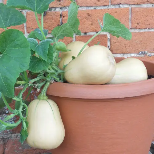 Best Edible Vines to Grow in Containers