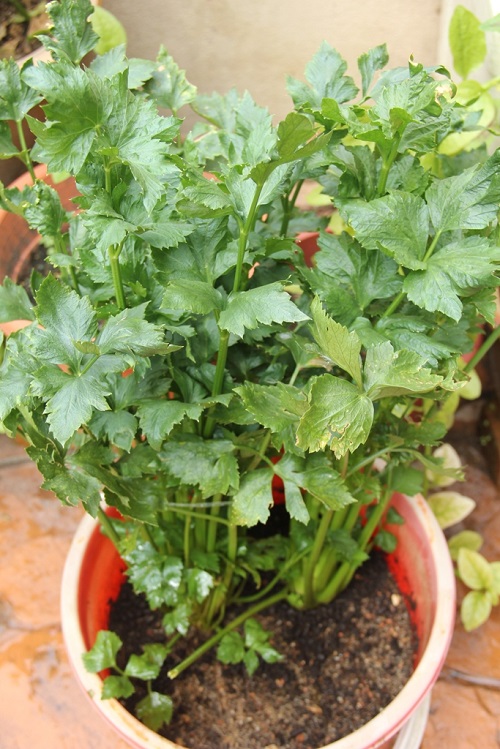 celery plant
