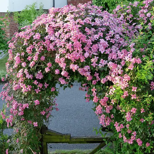 Clematis Montana Flowering Vines