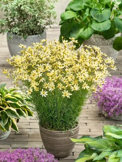 Cilantro Companion coreopsis plant 