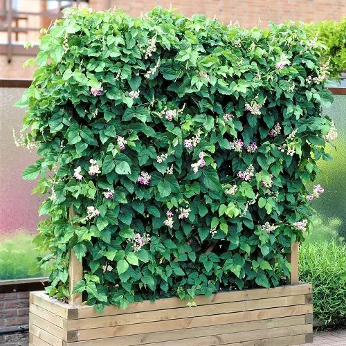 Corkscrew/Snail Vine Flowering Vines