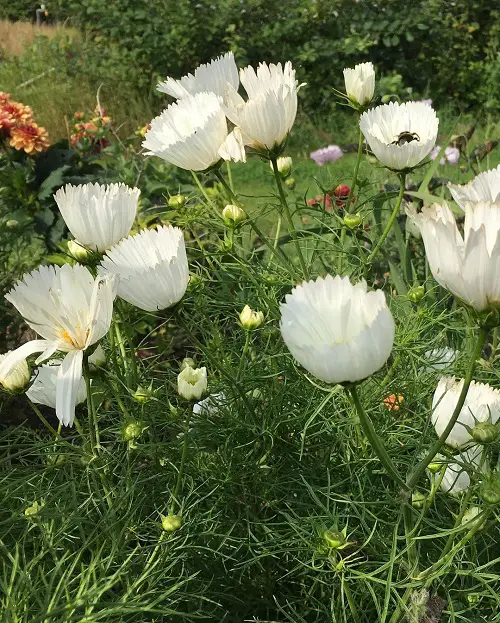 Cosmos Cupcakes Cup Shaped Flowers 3