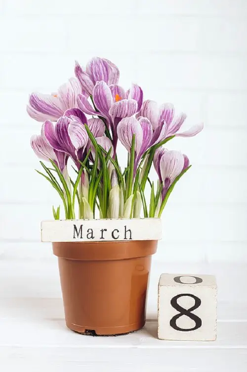 Autumn Crocus Cup-Shaped Flowers