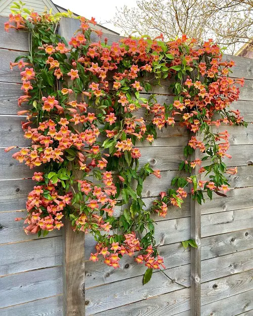 Fast Growing Creepers and Vines 1