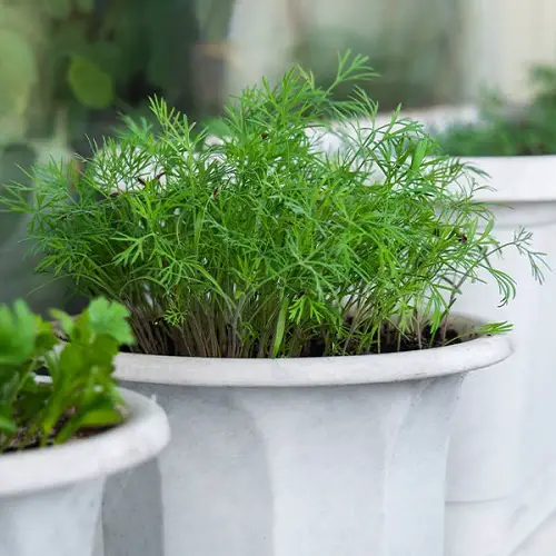 Cilantro Companion dill plant