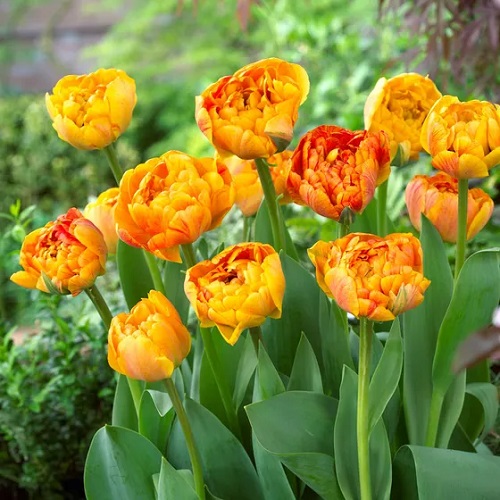 top Beautiful Yellow Tulip Varieties to Plant 
