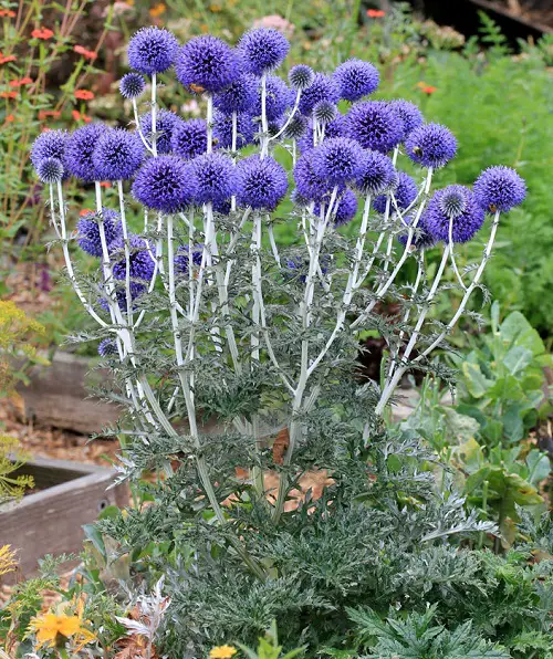 best Blue Flower Names with Pictures