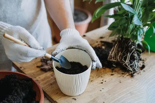 fertilization Fix and Save An Overwatered Peace Lily