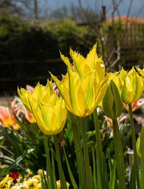 Yellow Tulip Varieties to Plant 