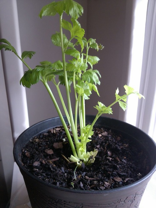 growing celery