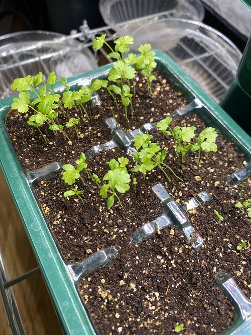 celery seedlings