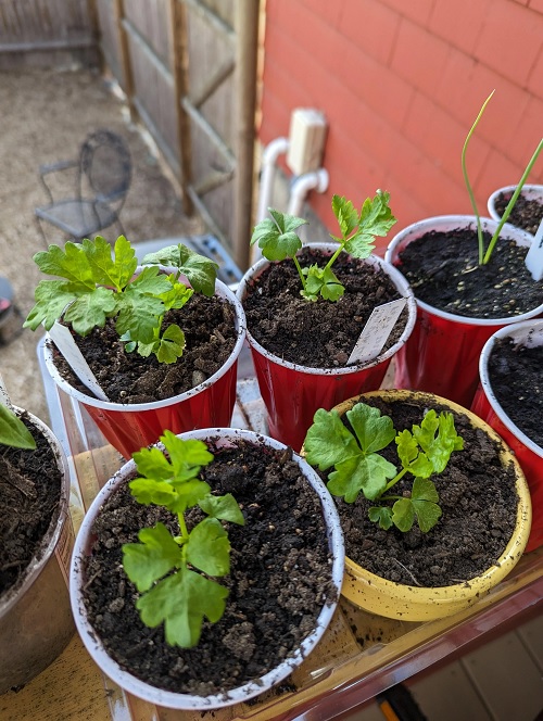 growing Celery in container