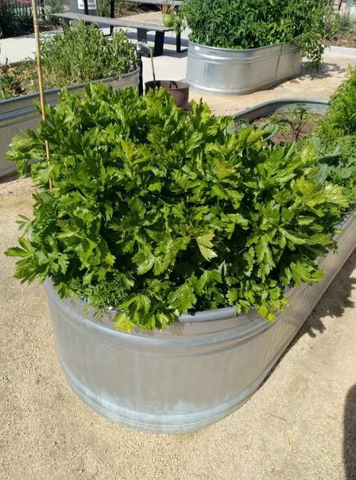 celery growing in sunlight