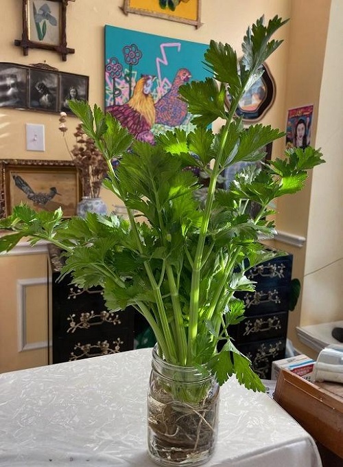 growing Celery in water